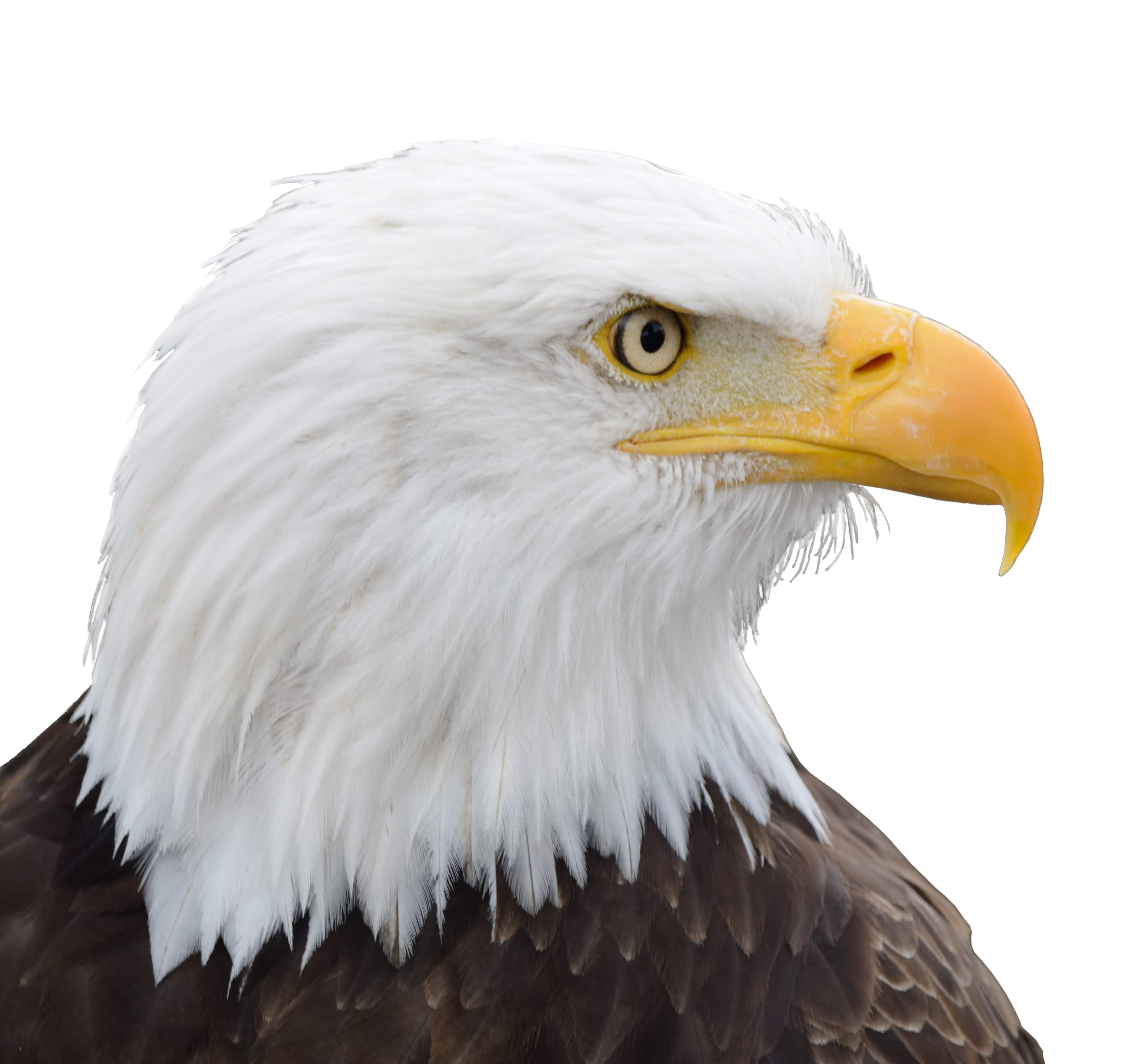 Eagle side image